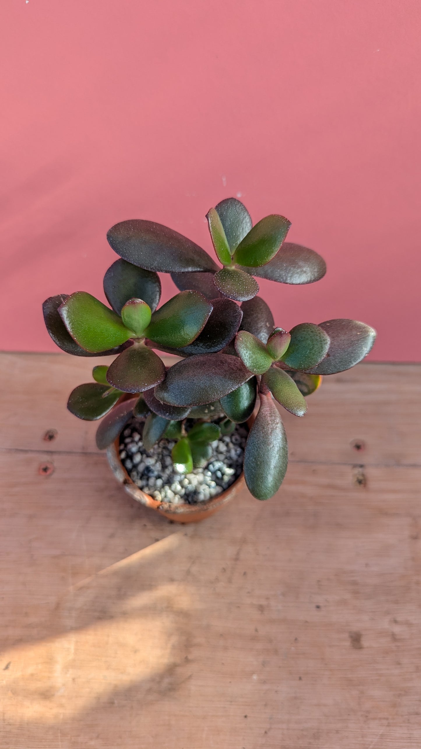 Crassula ovata in vintage terracotta 4