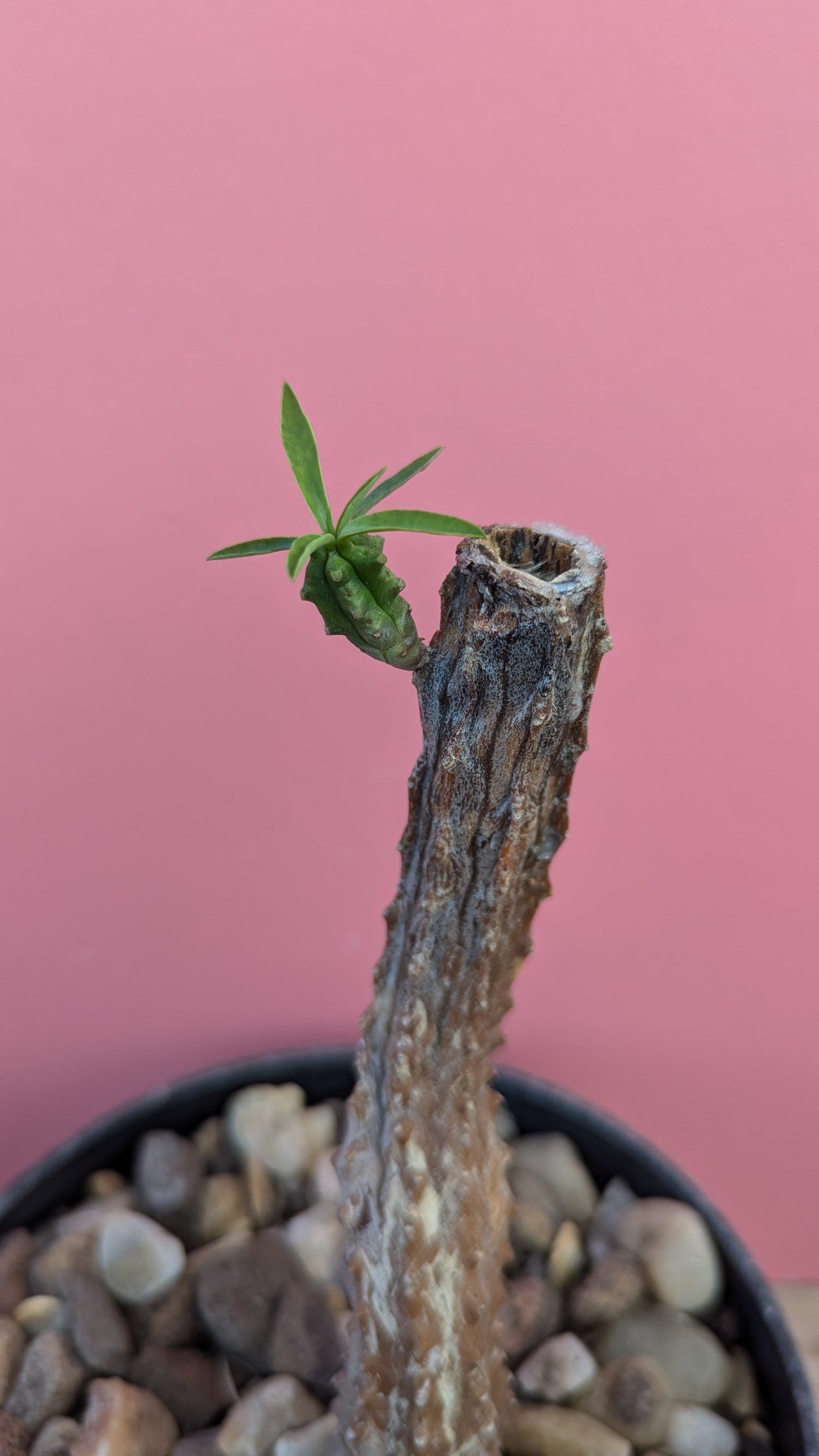 Euphorbia mammilaria