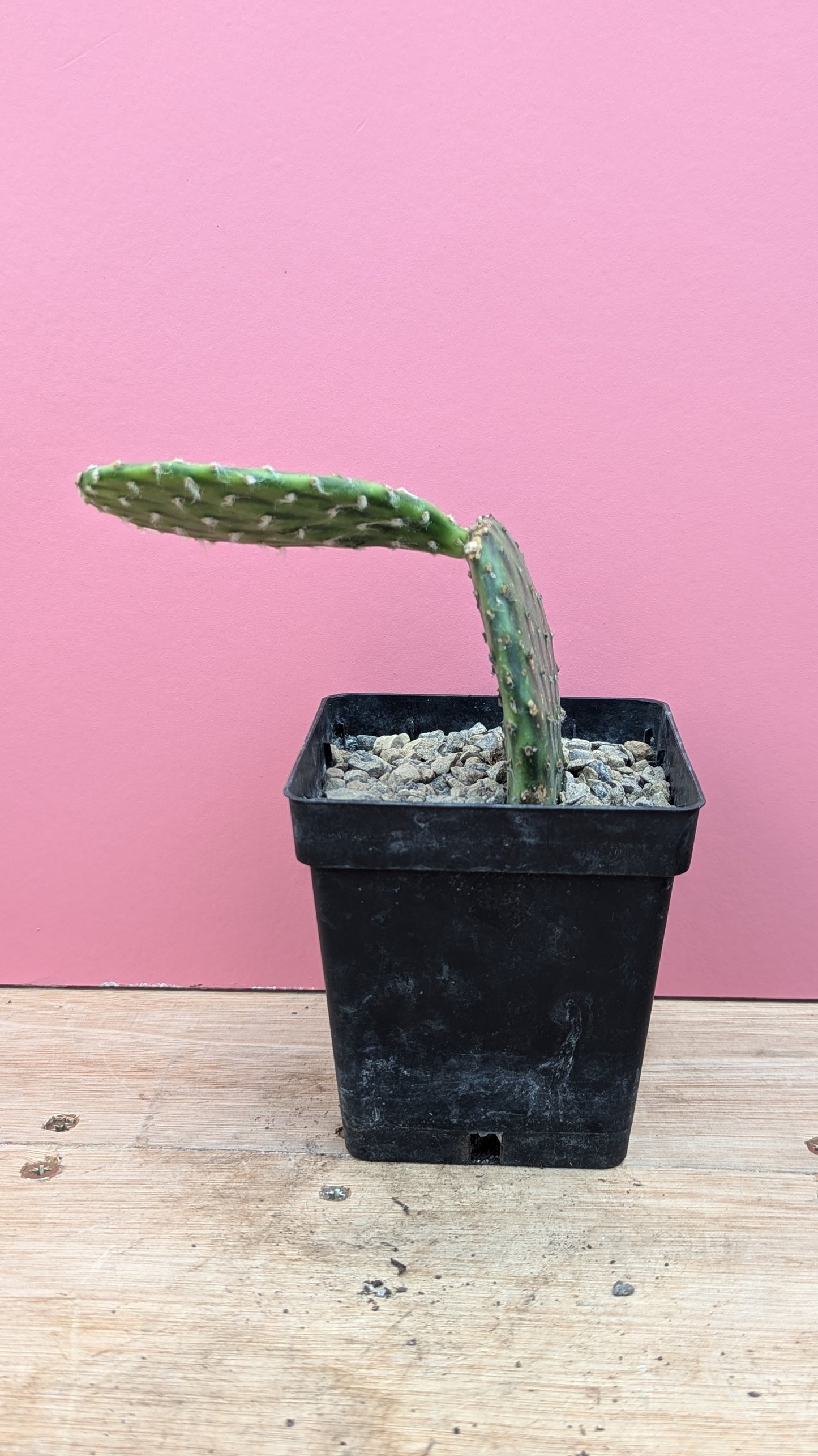 Opuntia decumbens (flopped)