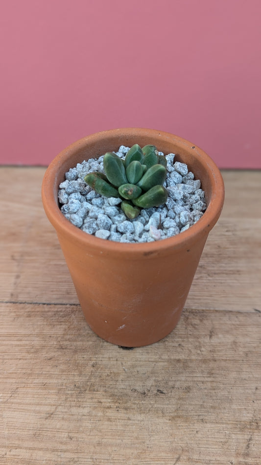 Pachypytum compactum in terracotta