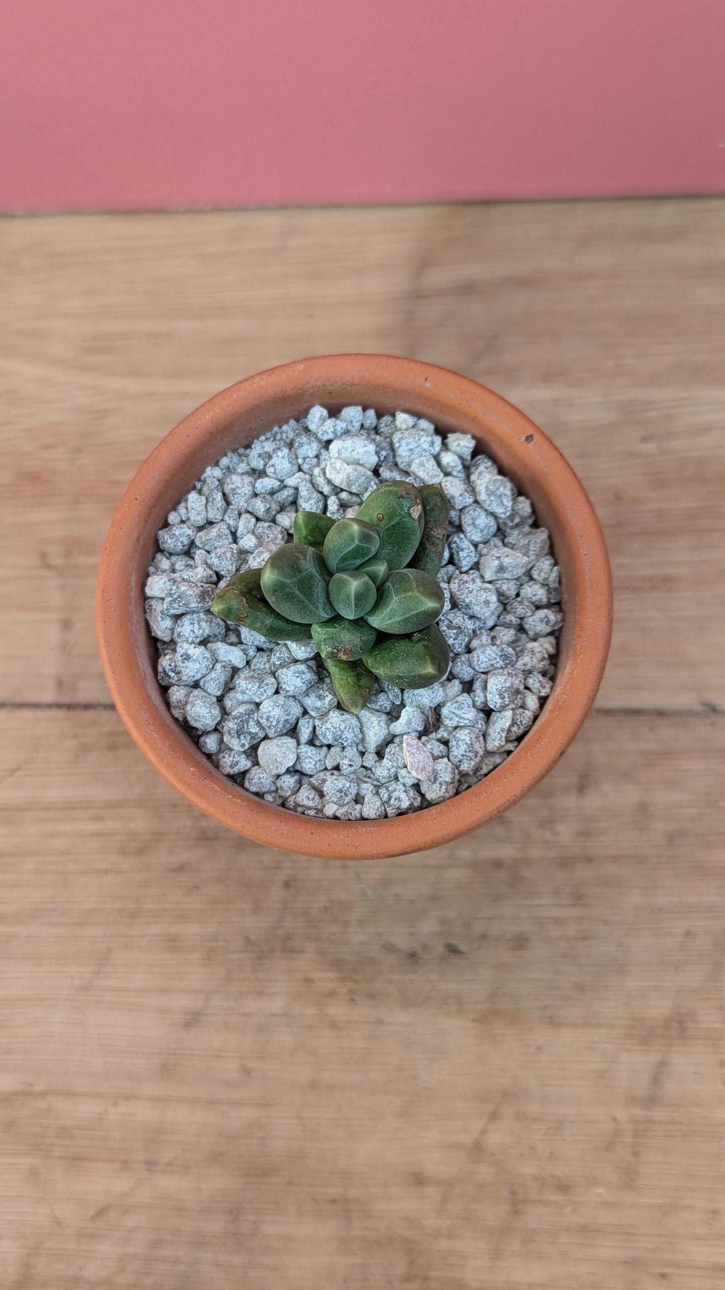 Pachypytum compactum in terracotta