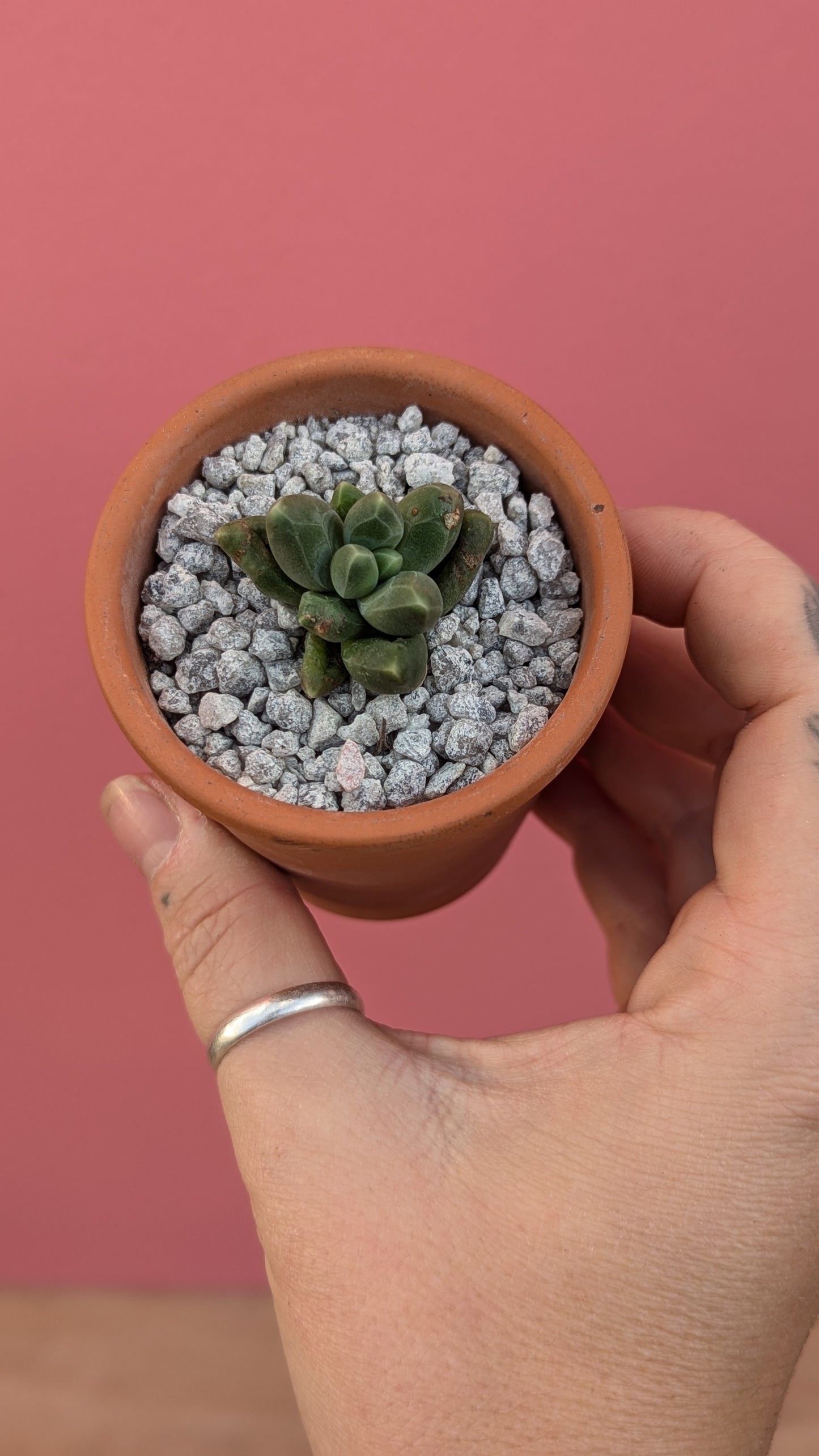 Pachypytum compactum in terracotta