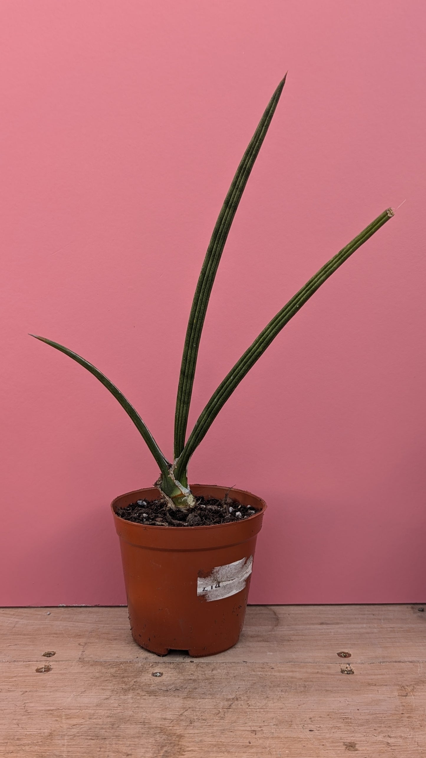 Sansevieria cylindrica pup