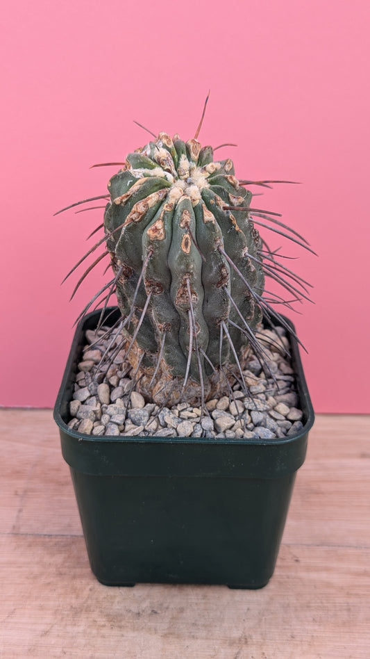 Copiapoa delbata UNROOTED