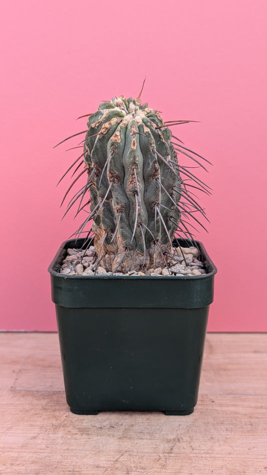 Copiapoa delbata UNROOTED