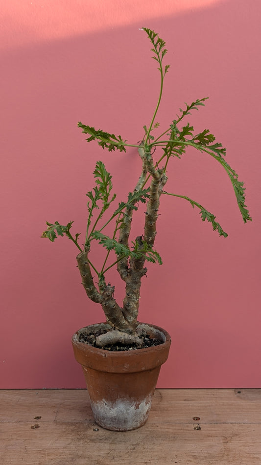 Pelargonium actidia in terracotta