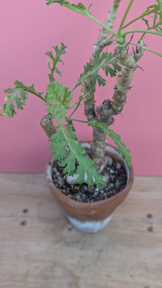 Pelargonium actidia in terracotta