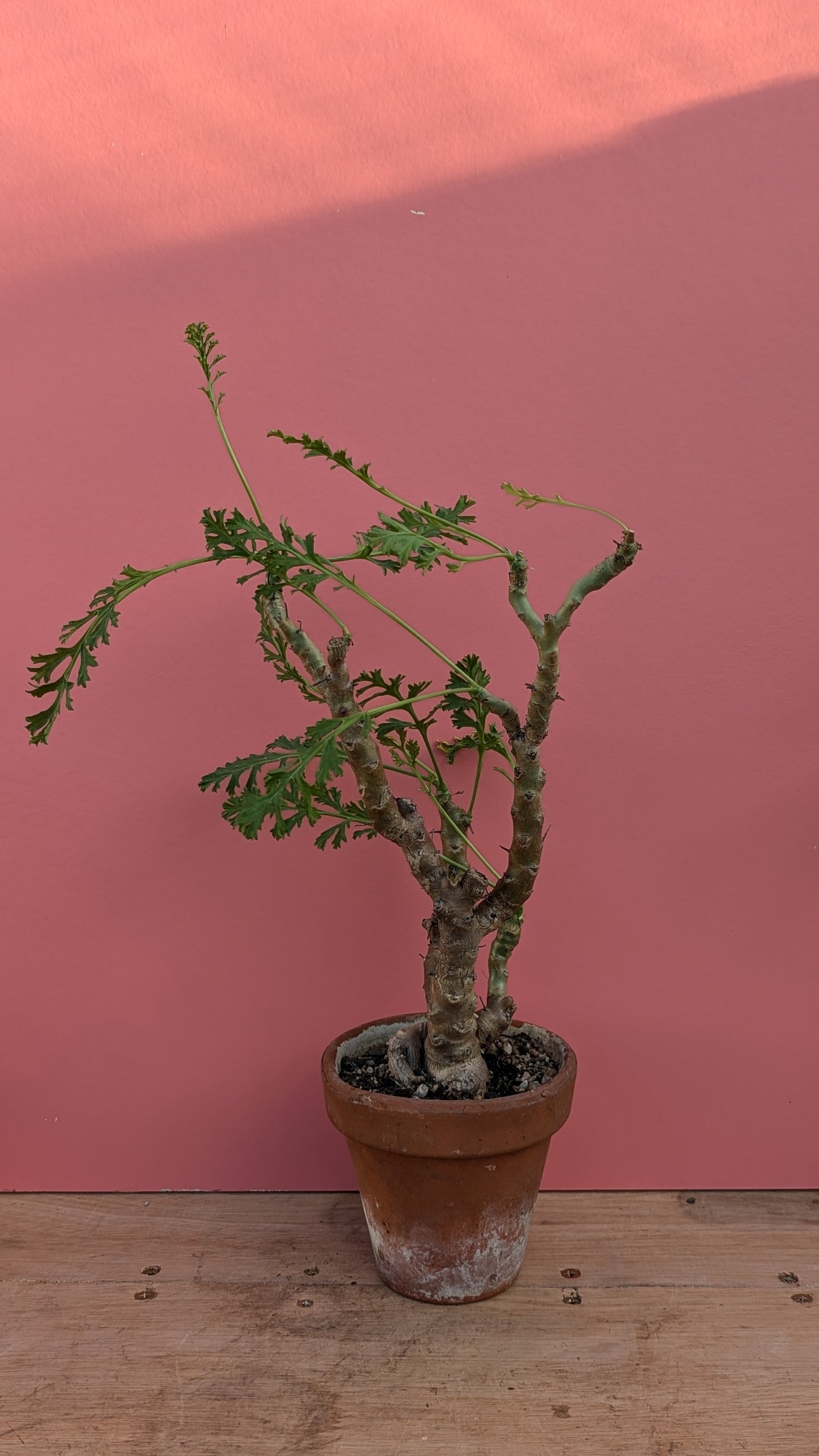 Pelargonium actidia in terracotta