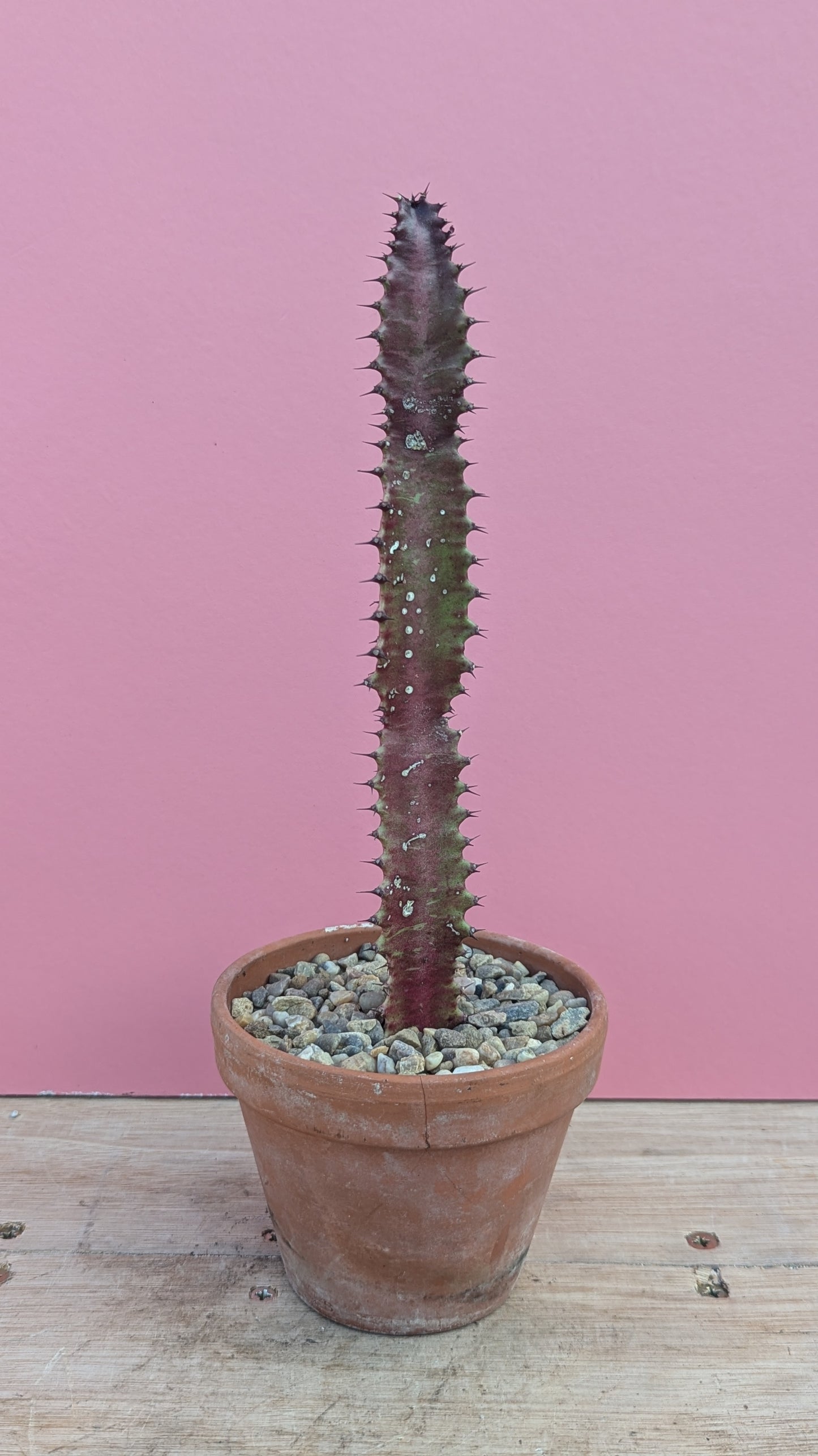 Euphorbia trigona rubra in vintage terracotta