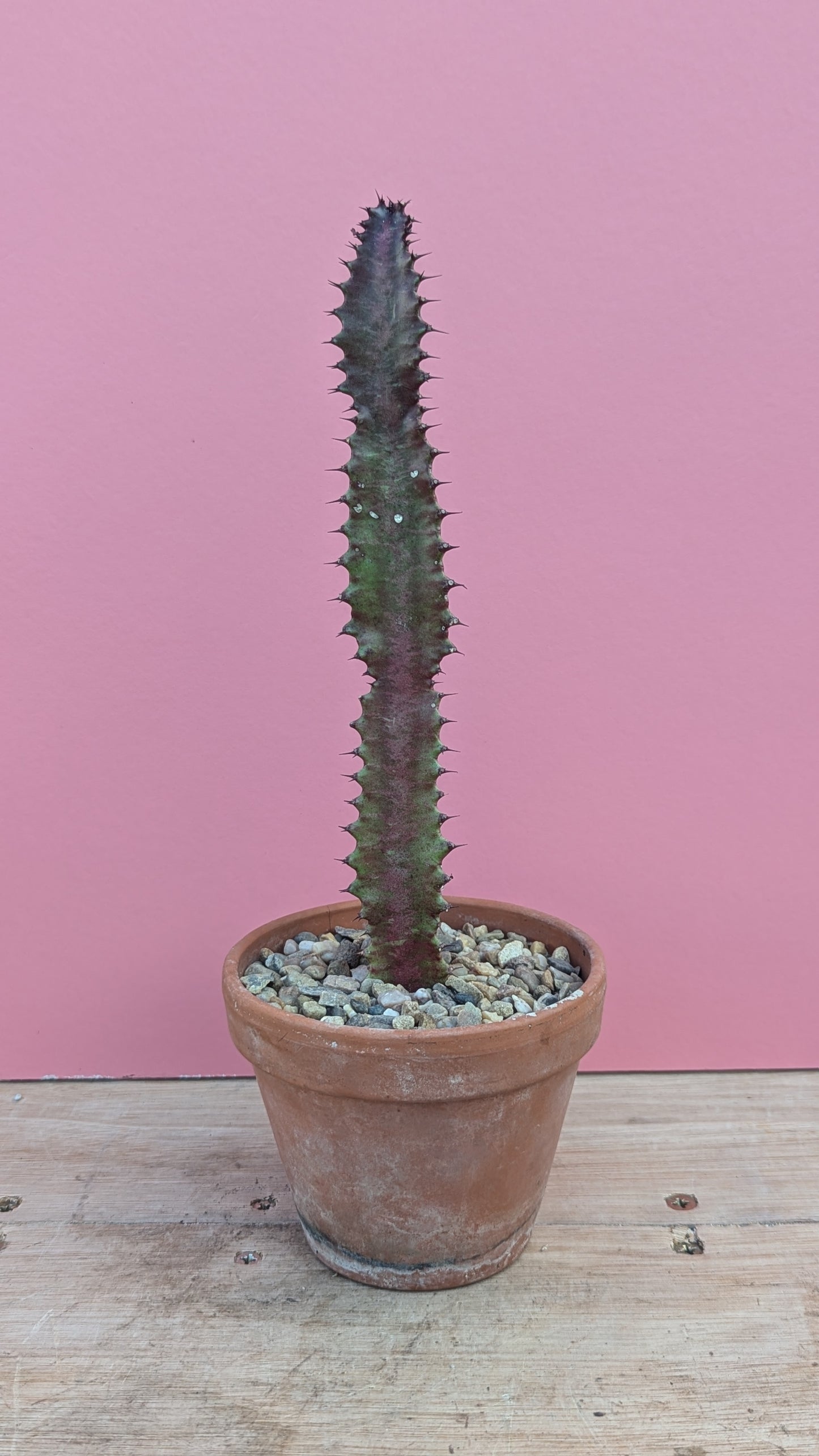 Euphorbia trigona rubra in vintage terracotta