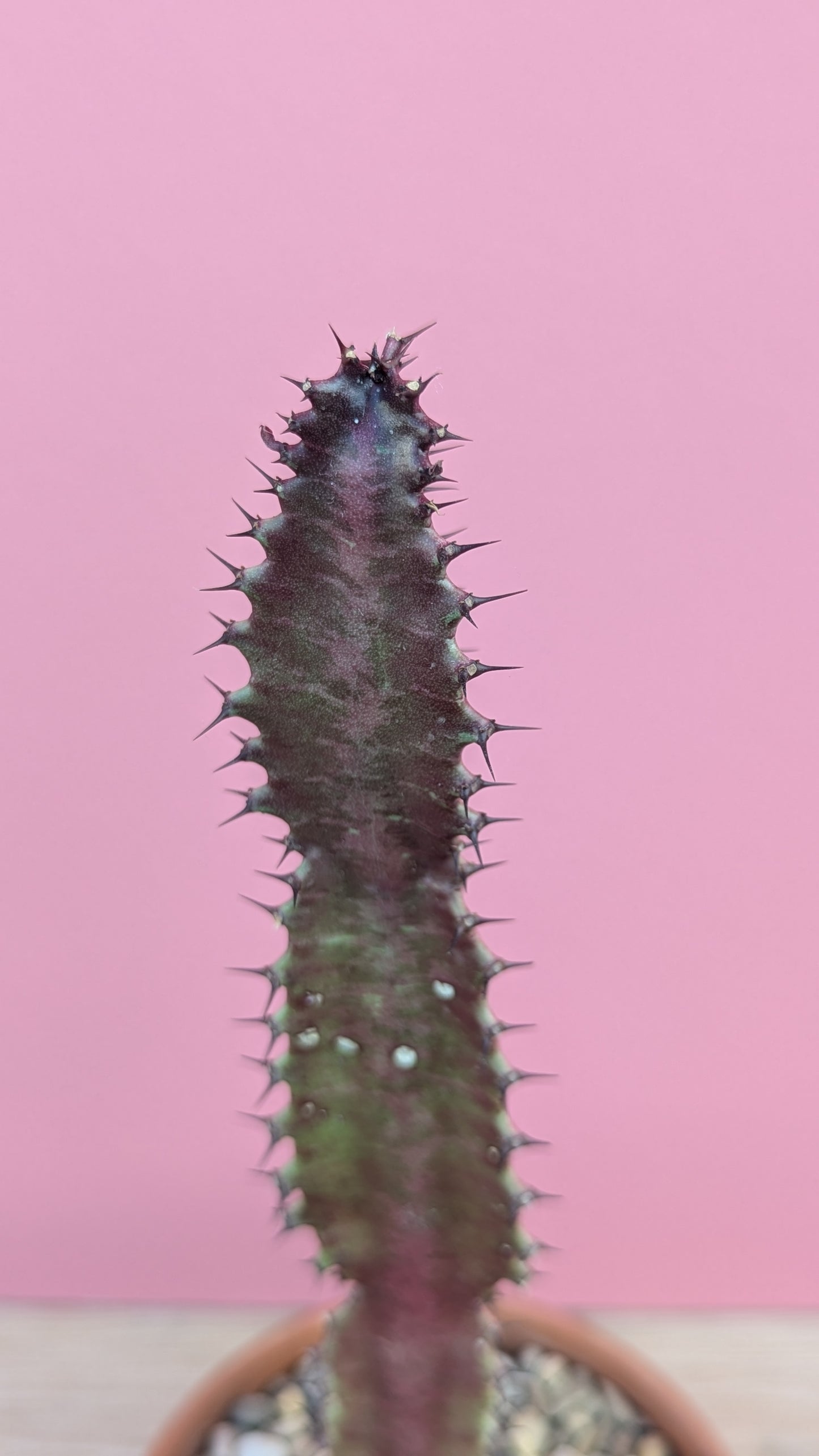 Euphorbia trigona rubra in vintage terracotta