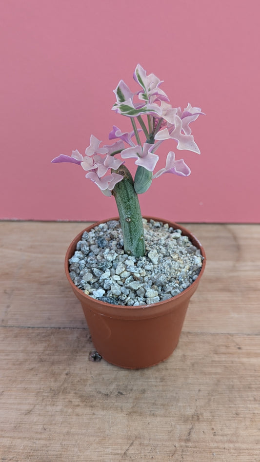 Senecio articulatus variegata 'Candlestick Plant'