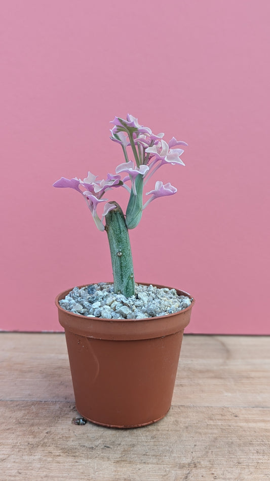 Senecio articulatus variegata 'Candlestick Plant'