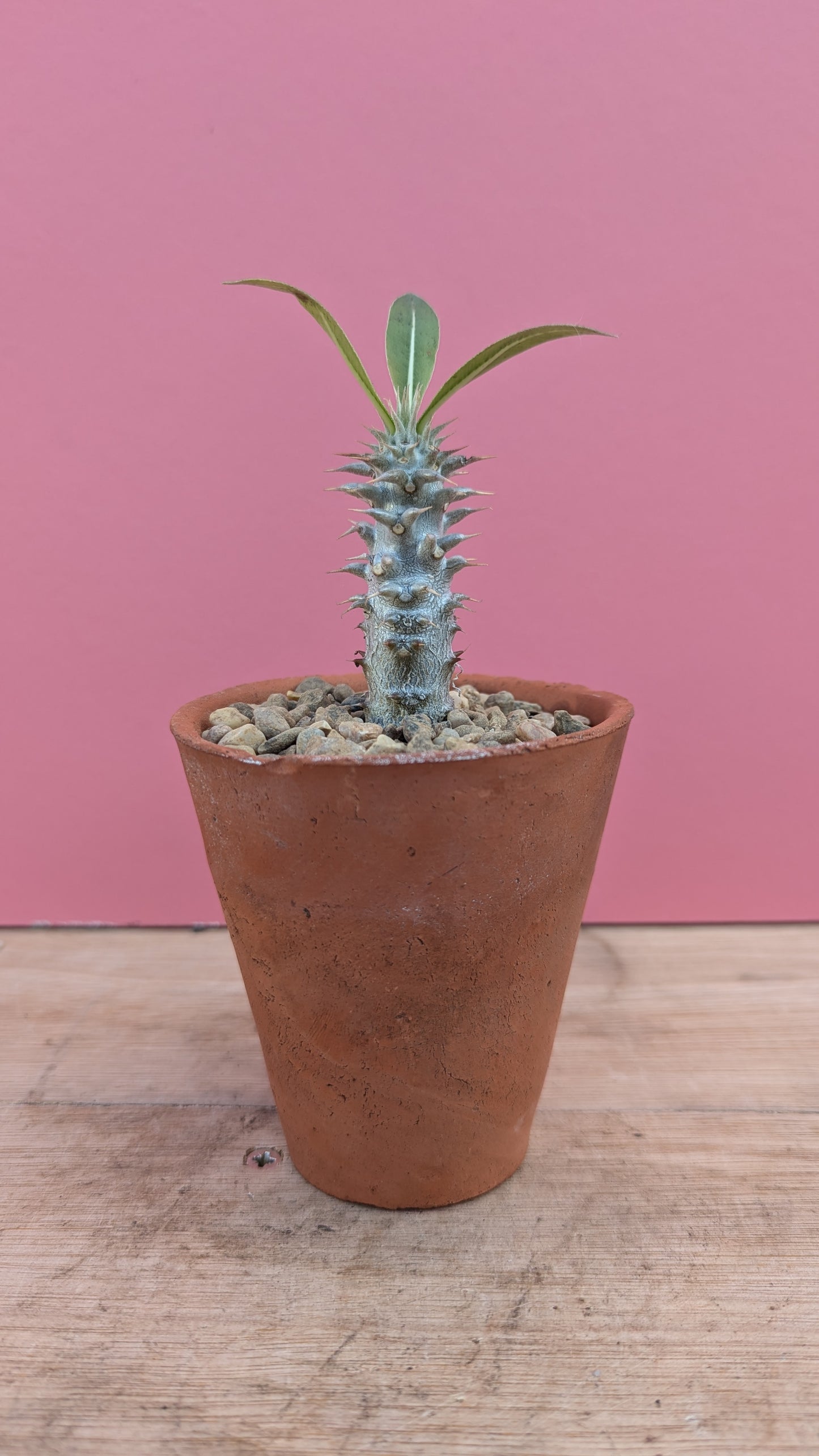 Pachypodium lamerei in vintage terracotta