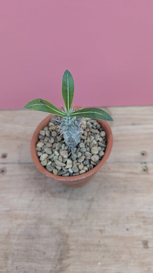 Pachypodium lamerei in vintage terracotta