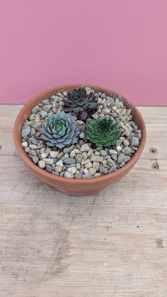 Sempervivum trio in terracotta