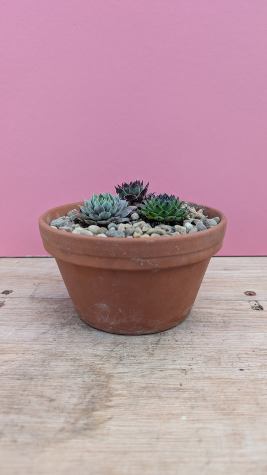 Sempervivum trio in terracotta