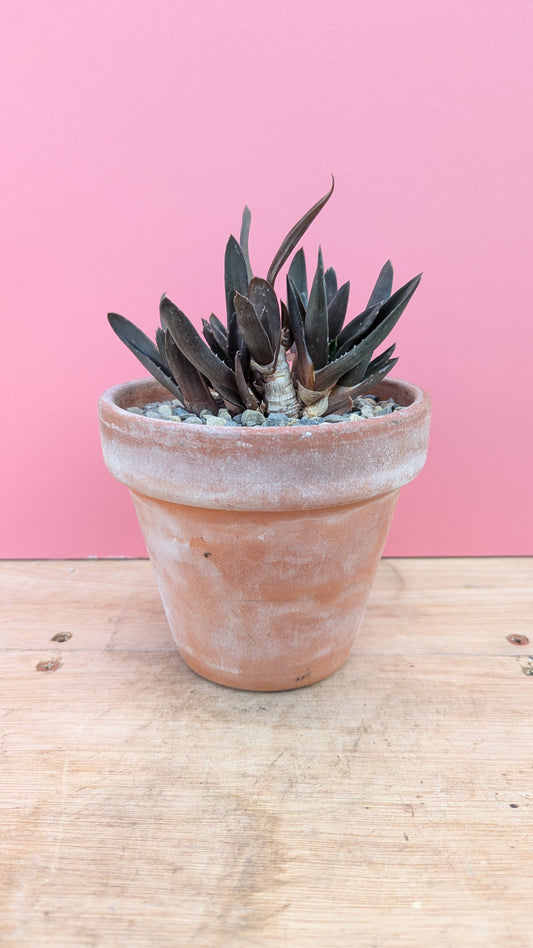 Gasterialoe in terracotta