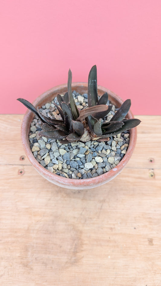 Gasterialoe in terracotta