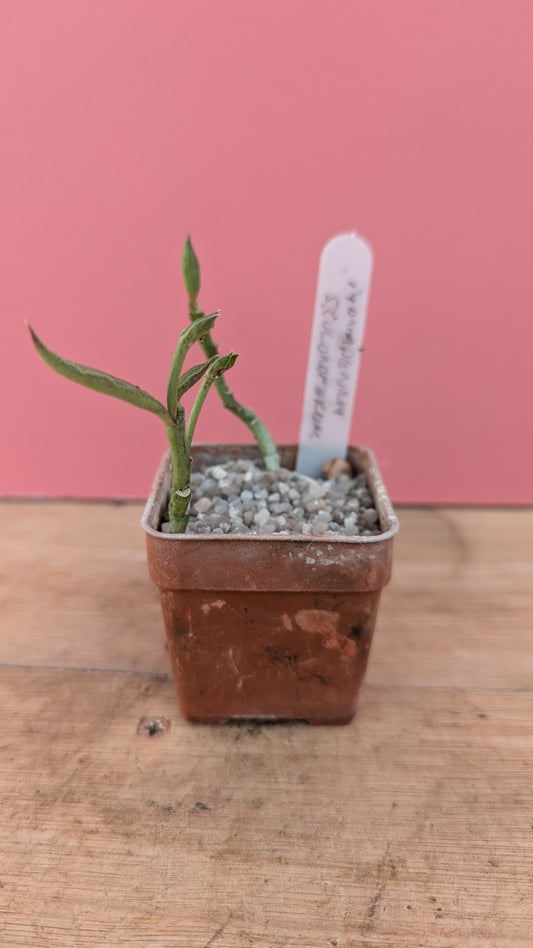 Monadenium stoloniferum 1