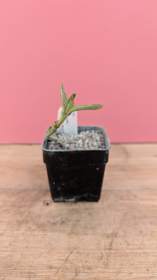 Monadenium stoloniferum 2