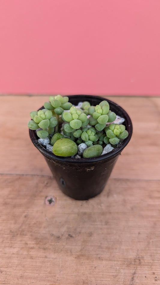 Sedum burrito baby