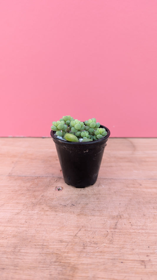 Sedum burrito baby