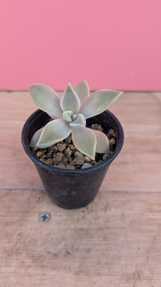 Graptopetalum paraguayense 'Ghost Plant' baby