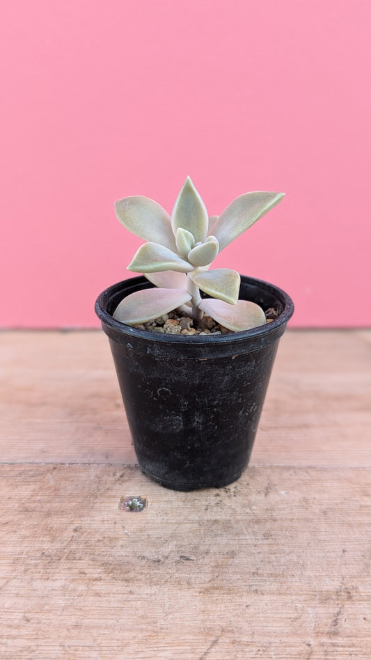 Graptopetalum paraguayense 'Ghost Plant' baby