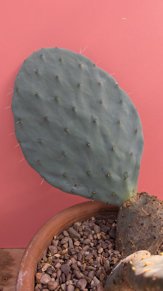 Opuntia robusta 'Silver Dollar Prickly Pear'