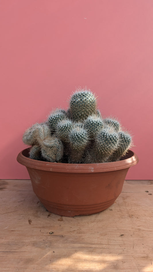 XL Half Crested Mammilaria geminispina