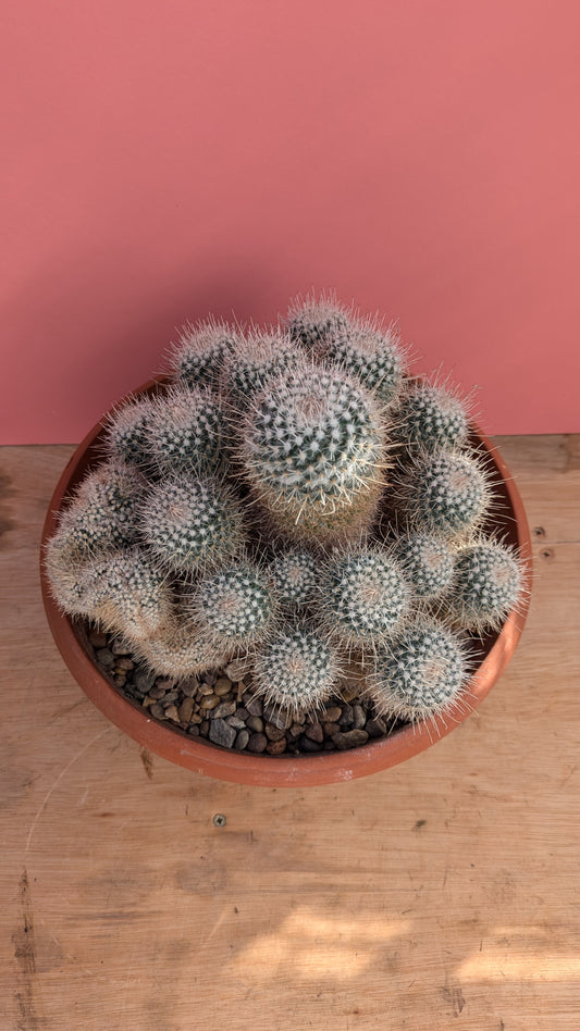 XL Half Crested Mammilaria geminispina