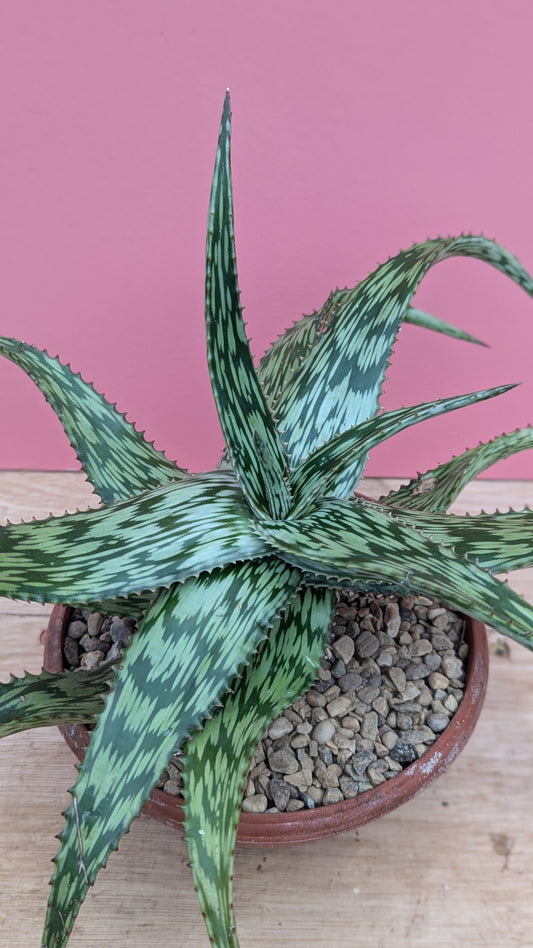 Aloe somaliensis