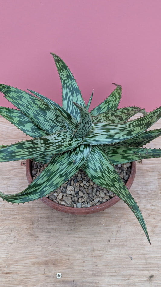 Aloe somaliensis