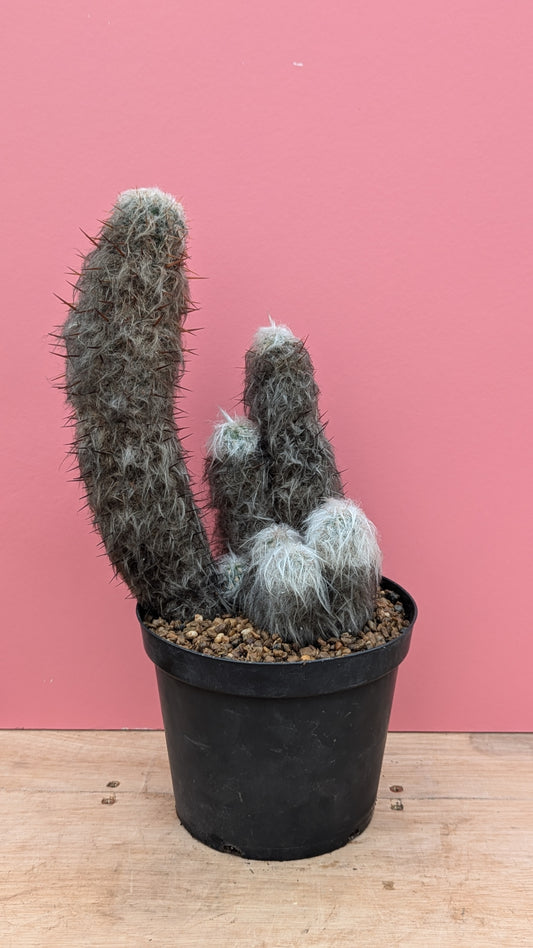 Espostoa lanata 'Old Man Cactus'