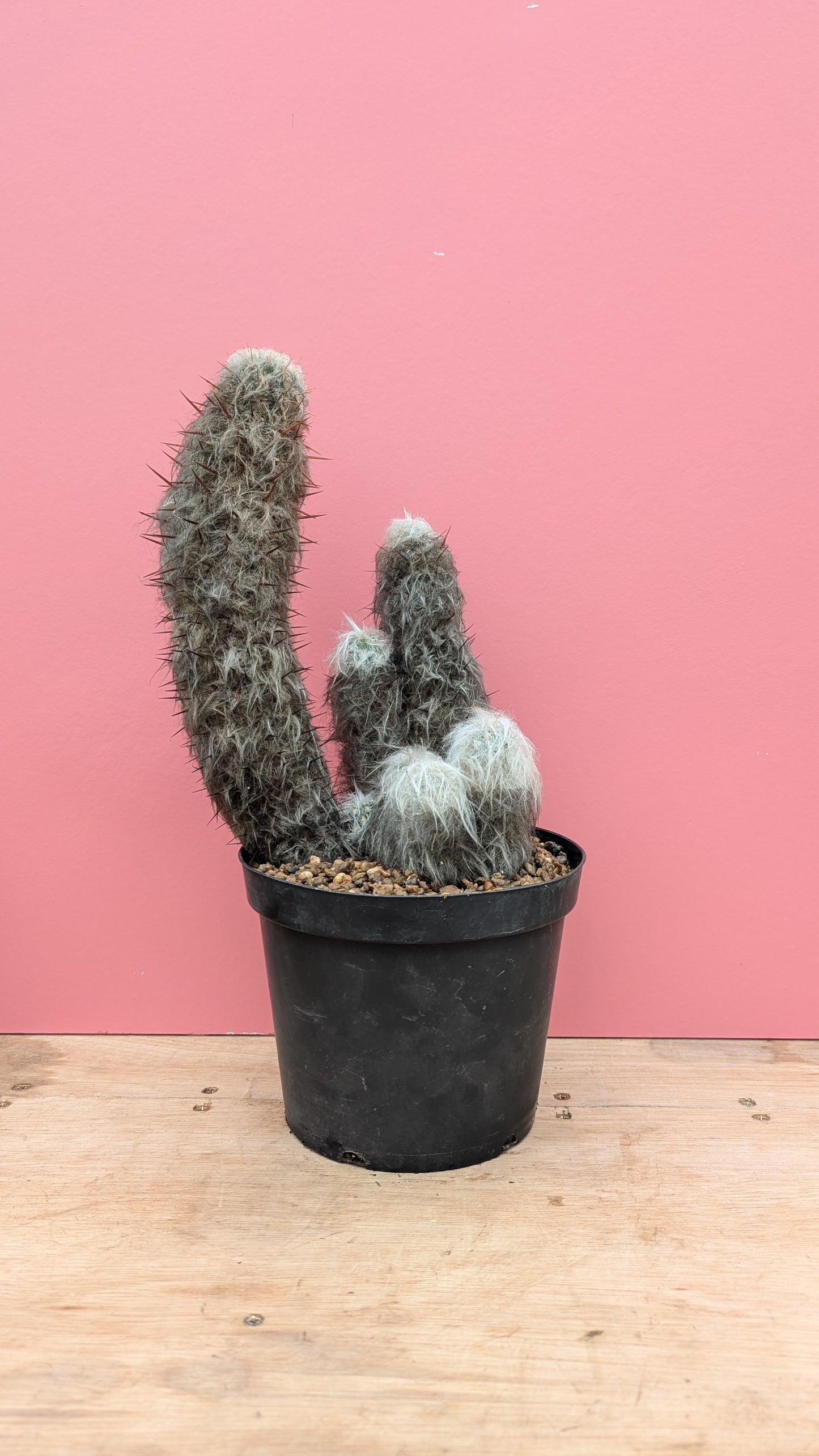 Espostoa lanata 'Old Man Cactus'