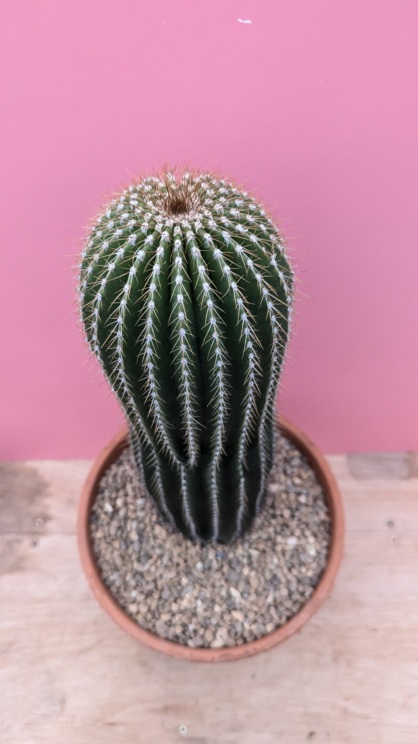 Neobuxbaumia polylopha 'Cone Cactus'