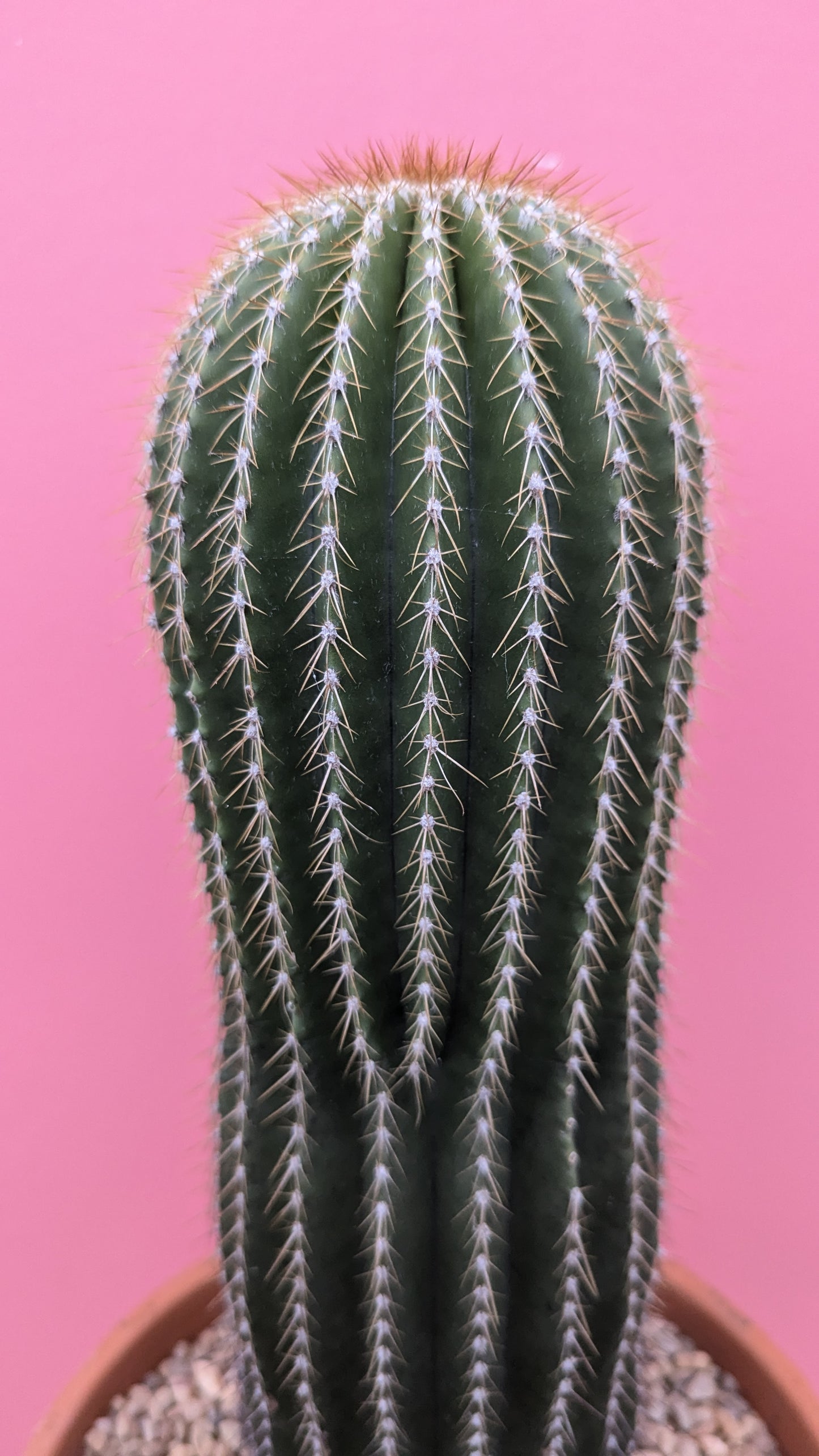 Neobuxbaumia polylopha 'Cone Cactus'