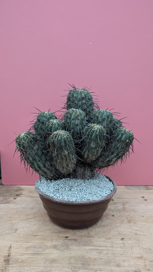 Copiapoa dealbata 1