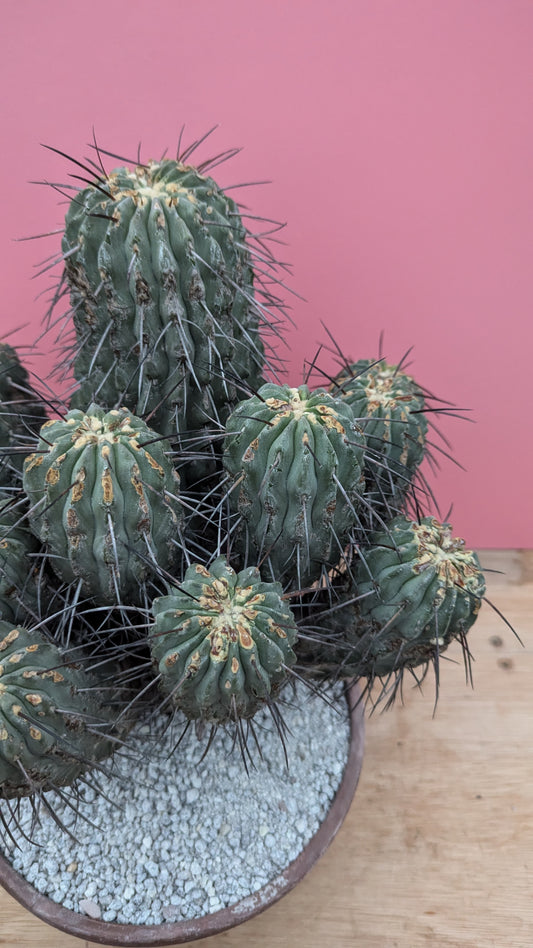 Copiapoa dealbata 1