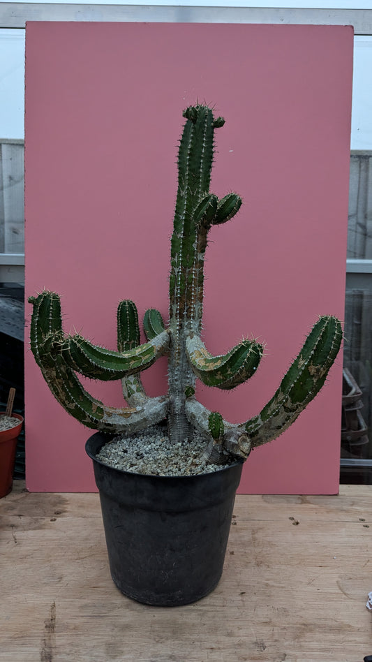 XL Euphorbia echinus