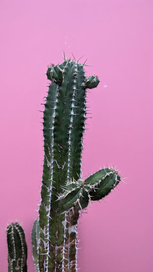 XL Euphorbia echinus