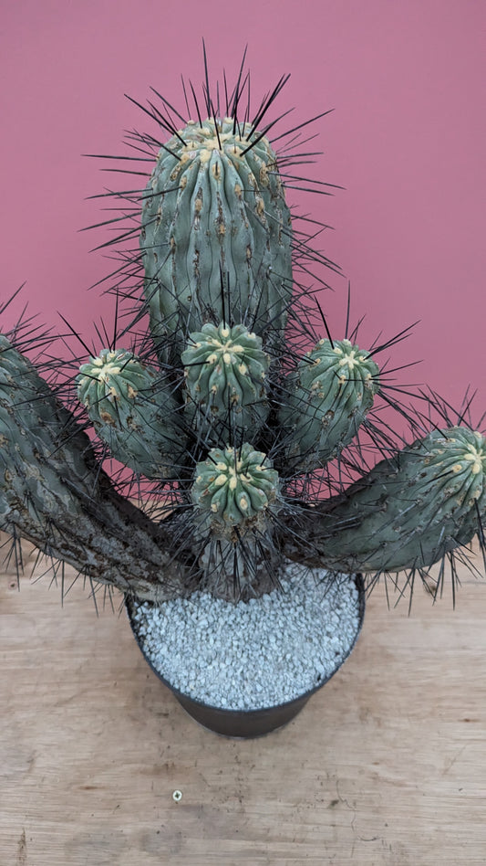 Copiapoa dealbata 2