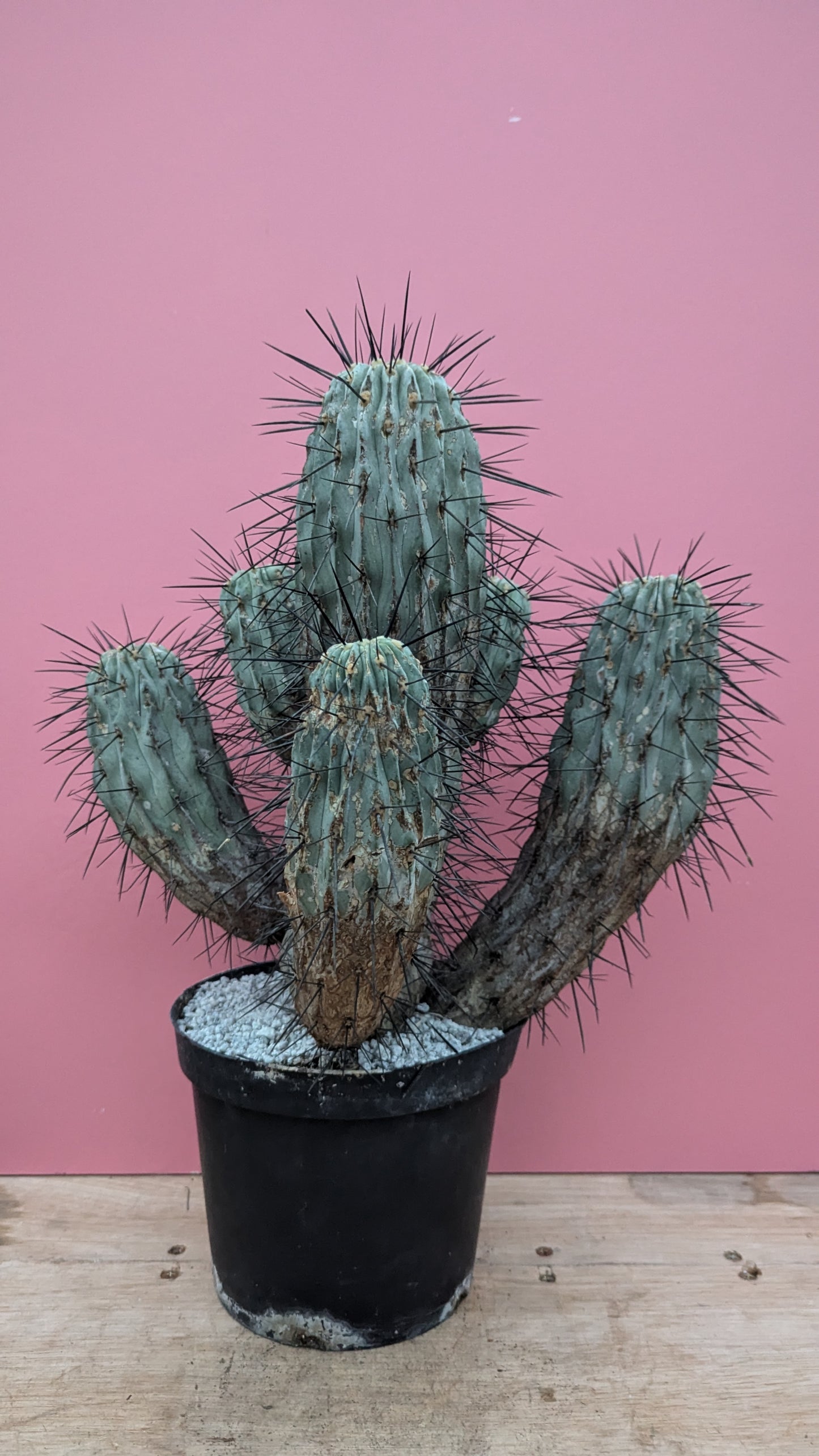 Copiapoa dealbata 2