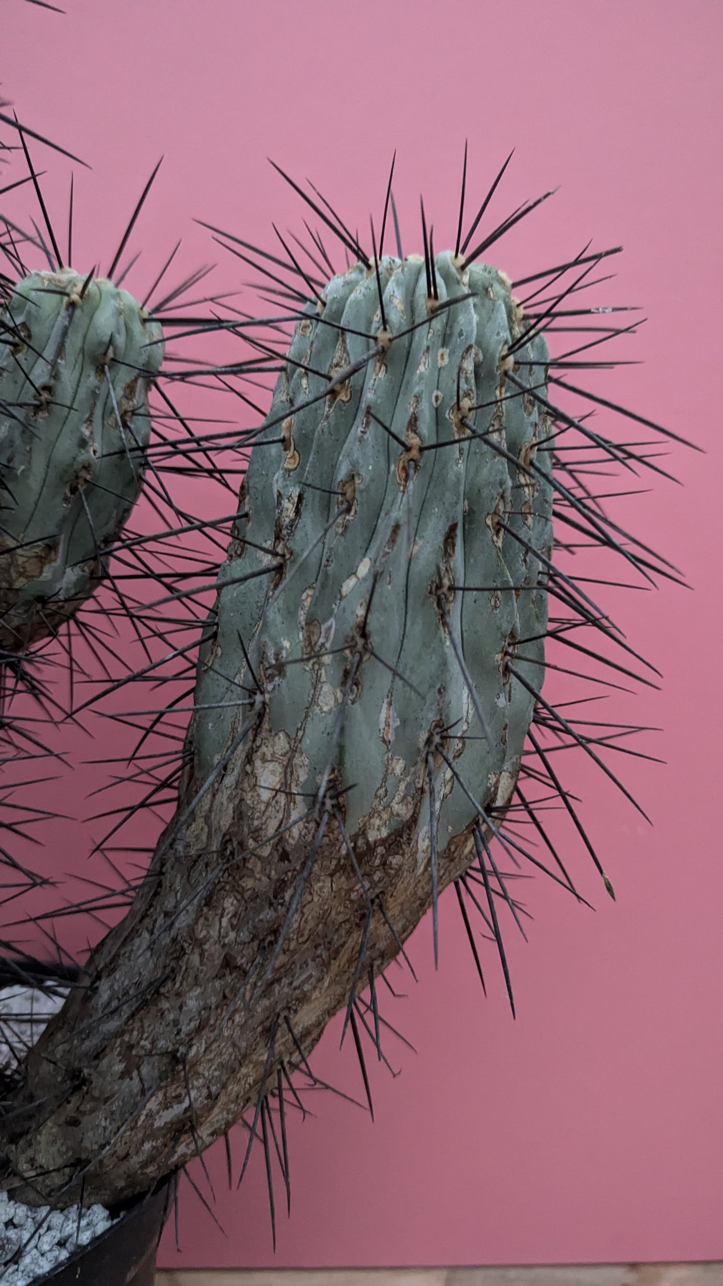 Copiapoa dealbata 2