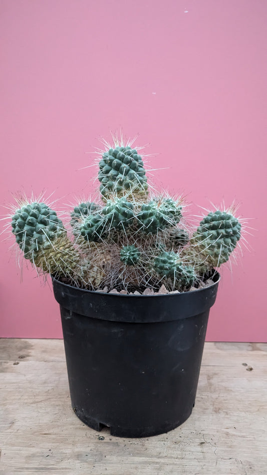 XL Mammilaria polythele