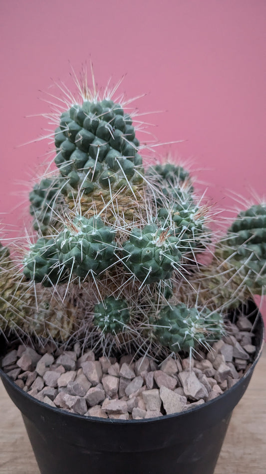 XL Mammilaria polythele