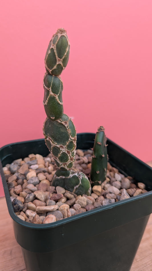 Opuntia zebrina