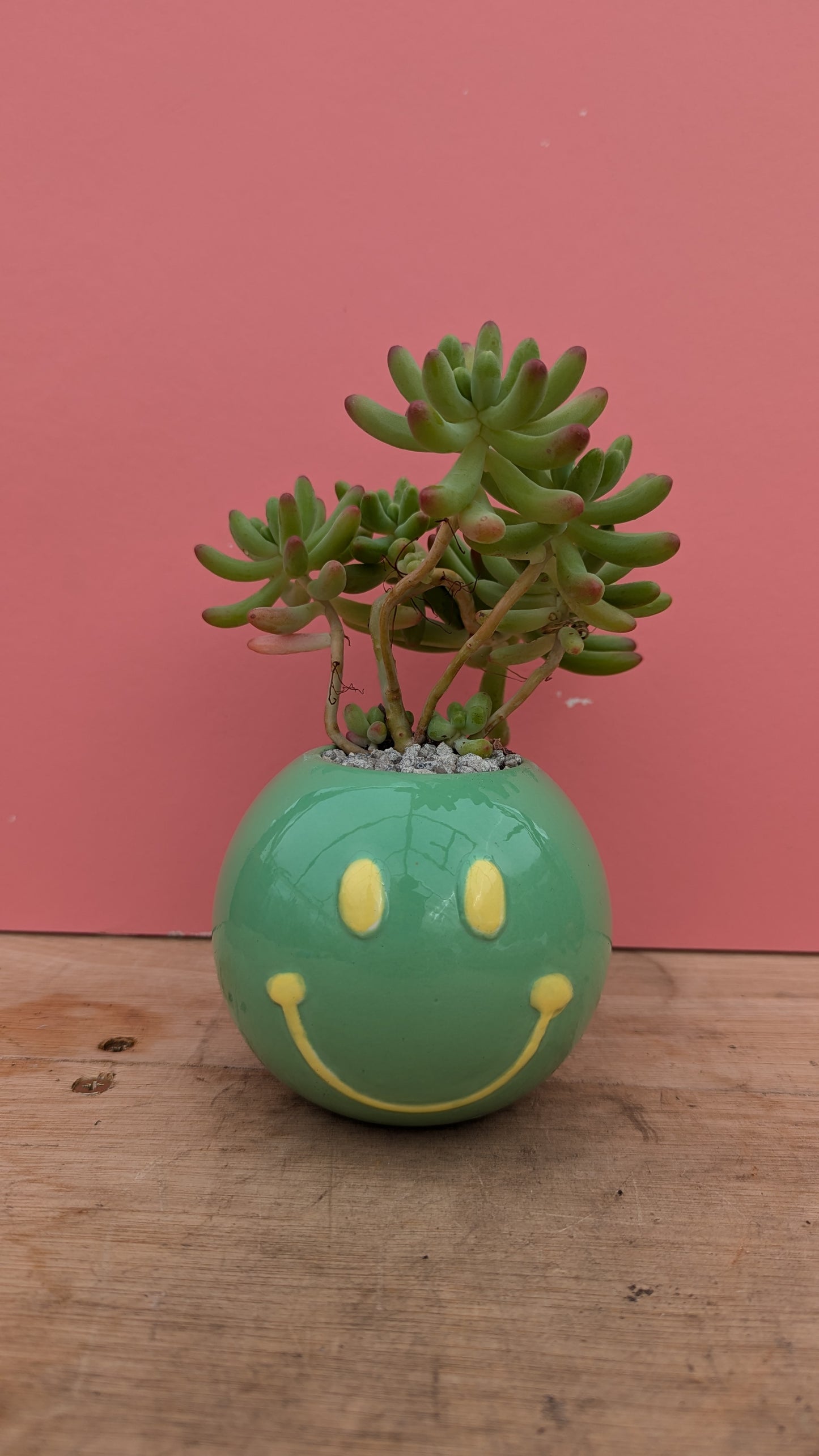 PREPOTTED: Smiley Face Green