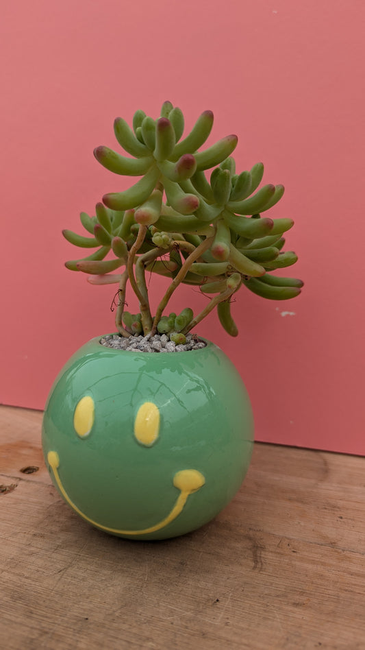 PREPOTTED: Smiley Face Green